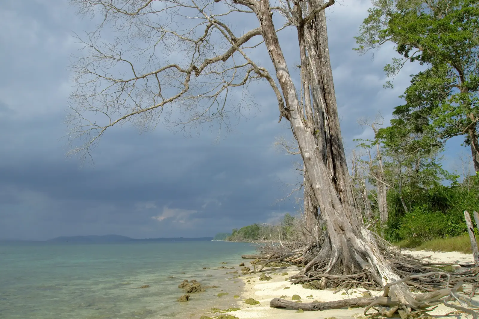Island Havelock Island Elephant Beach Tree Andamans Stock Photo