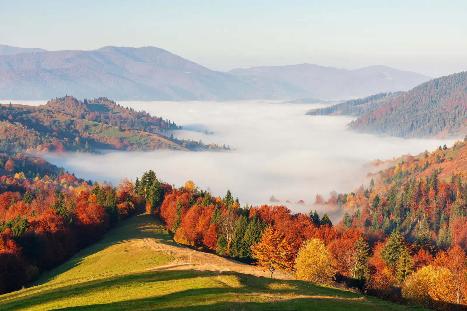 Cc By Sa 4 0 Mist Misty Forest Landscape Stock Photo