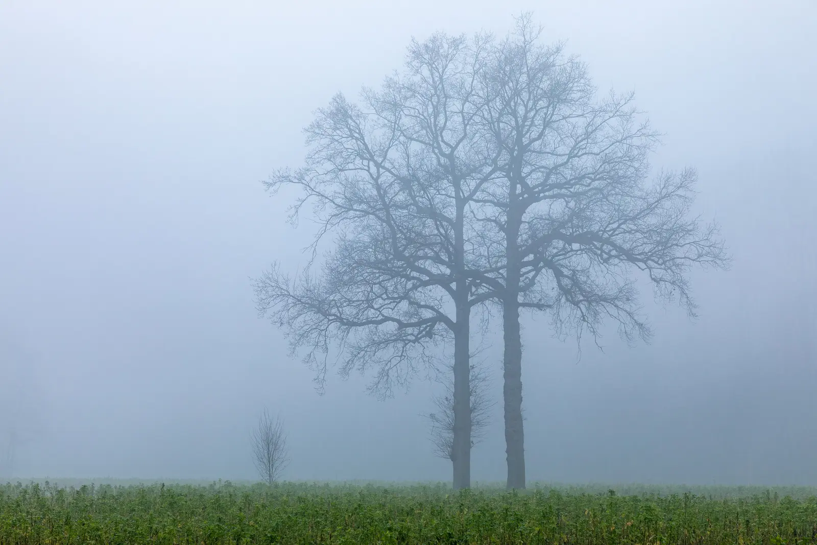 Cc By Sa 4 0 Mist Misty Forest Landscape Stock Photo