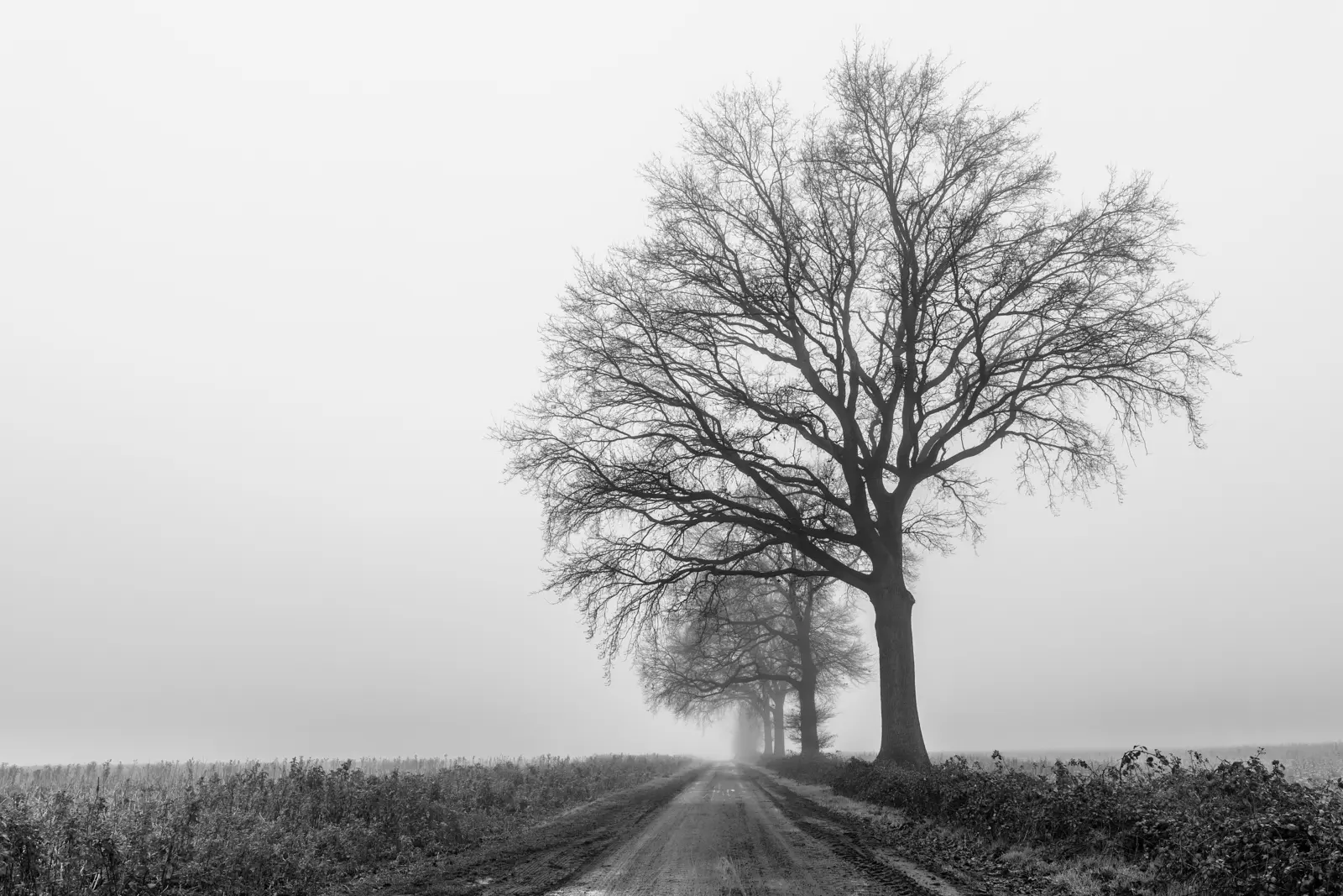 Cc By Sa 4 0 Mist Misty Forest Landscape Stock Photo