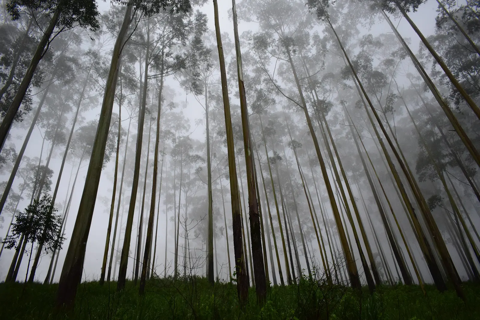 Forest Mist Mist Beauty Stock Photo