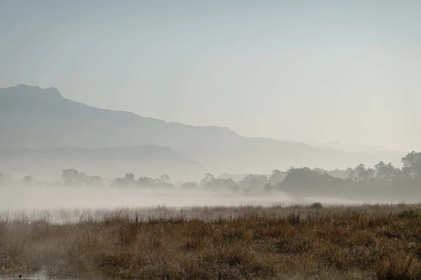 Cc By Sa 4 0 Mist Misty Forest Landscape Stock Photo
