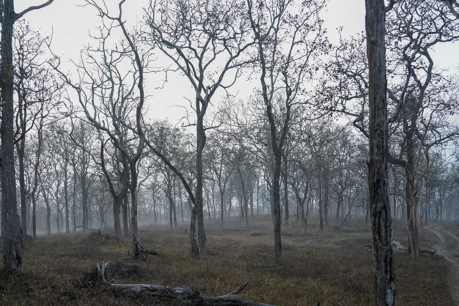 Cc By Sa 4 0 Mist Misty Forest Landscape Stock Photo
