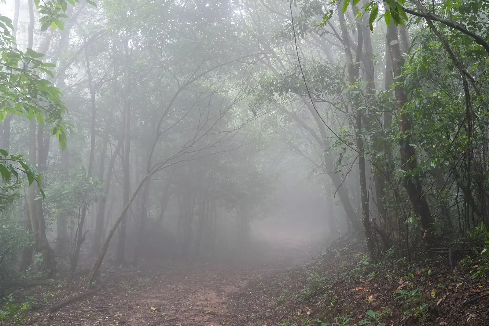 Cc By Sa 4 0 Mist Misty Forest Landscape Stock Photo