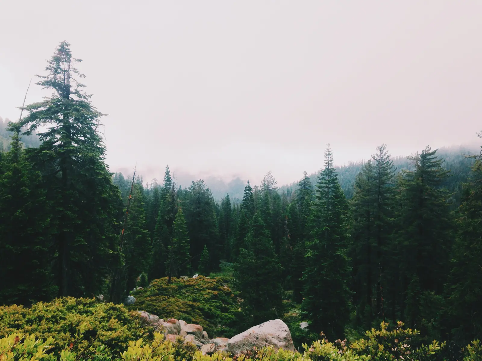 Mist Cc0 Misty Forest Landscape Stock Photo