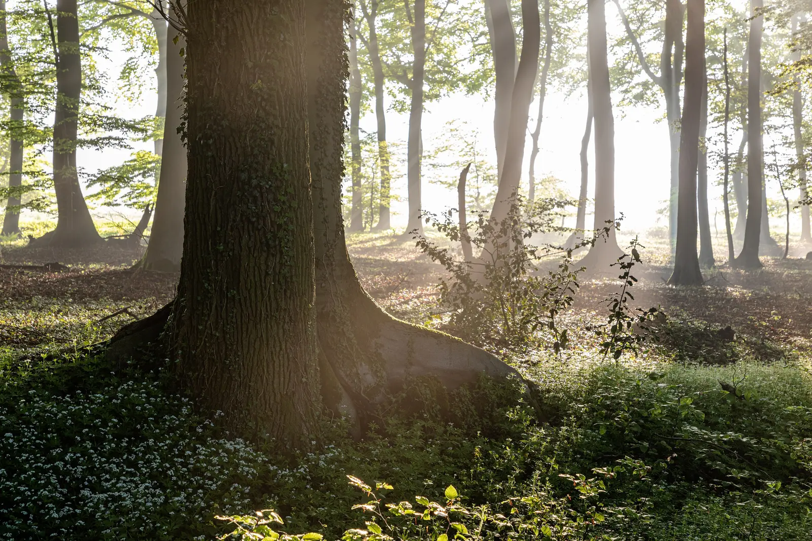 Cc By Sa 4 0 Mist Misty Forest Landscape Stock Photo