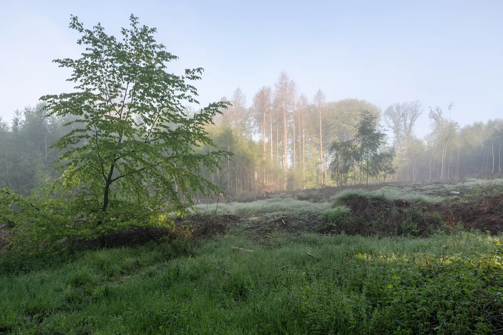 Cc By Sa 4 0 Mist Misty Forest Landscape Stock Photo