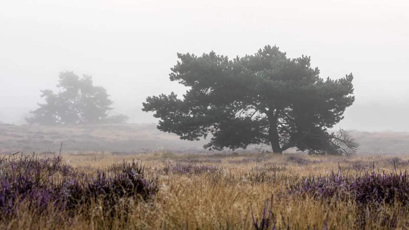 Cc By Sa 4 0 Mist Misty Forest Landscape Stock Photo