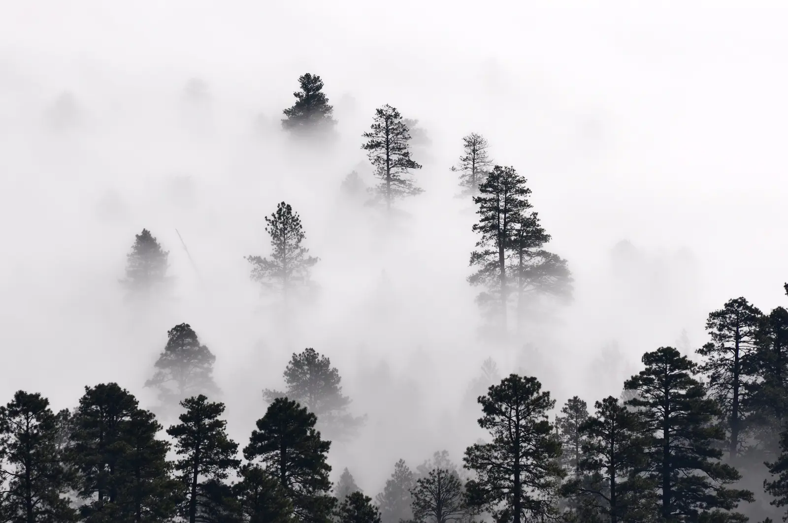 Forest Mist Trees in the Mist 7699666560 Stock Photo