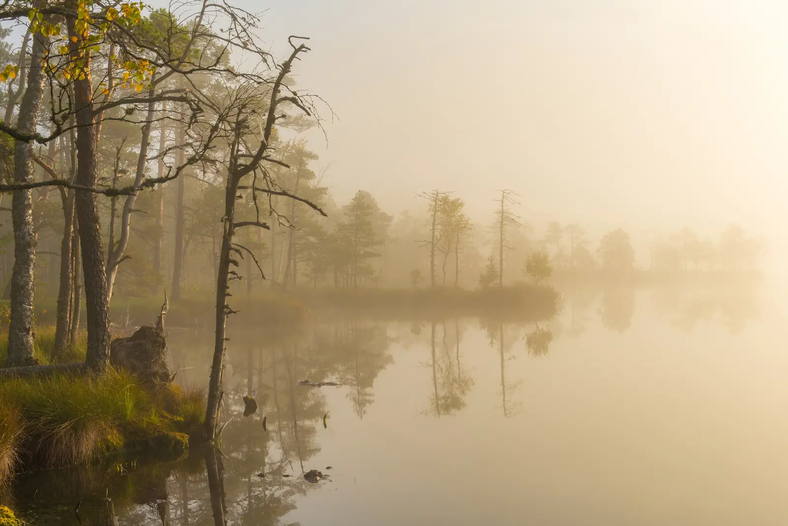 Forest Mist Hommikune Udu Kakerdaja Rabas Stock Photo