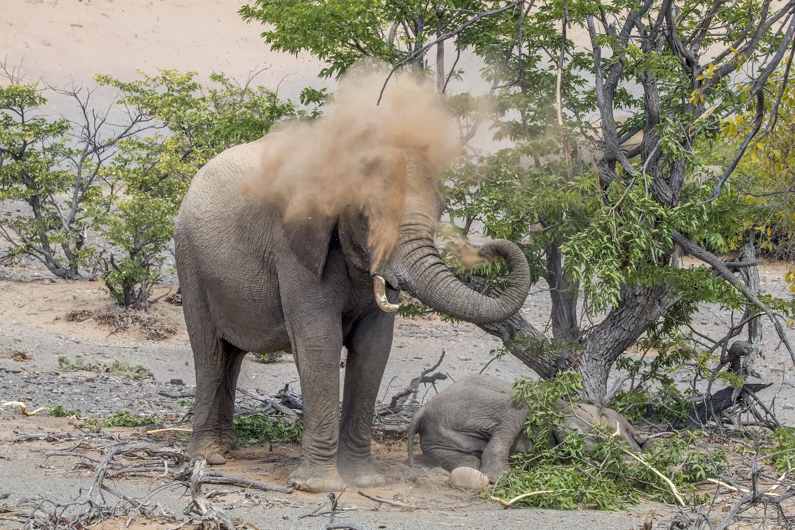 Wildlife Desert Elephant Loxodonta Africana Spraying Sand Stock Photo