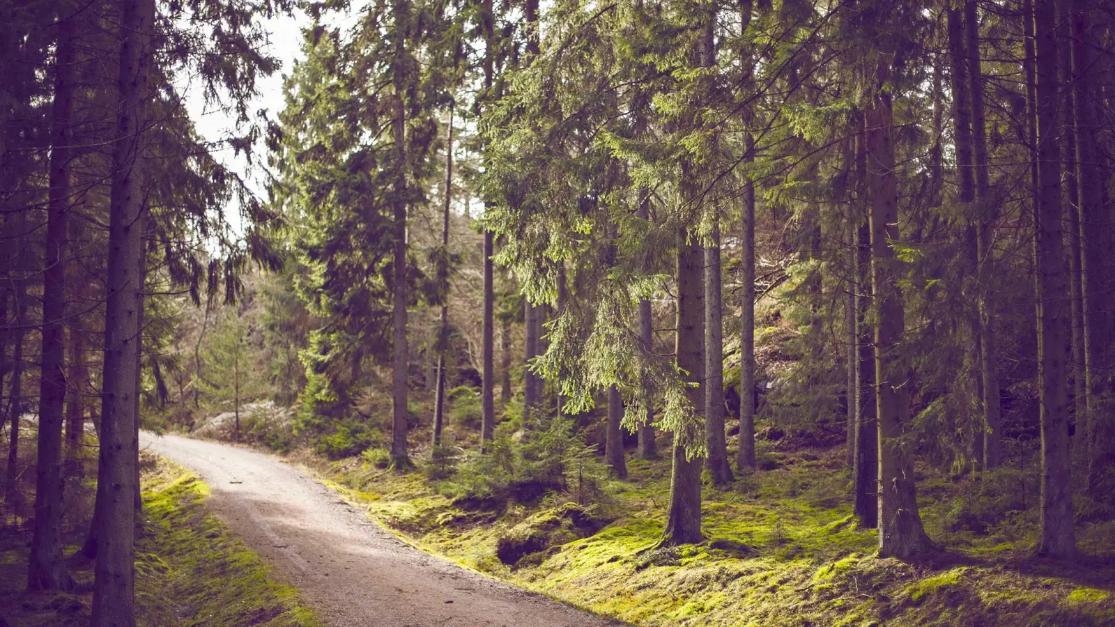 Dirt Road Nature Landscape Stock Photo