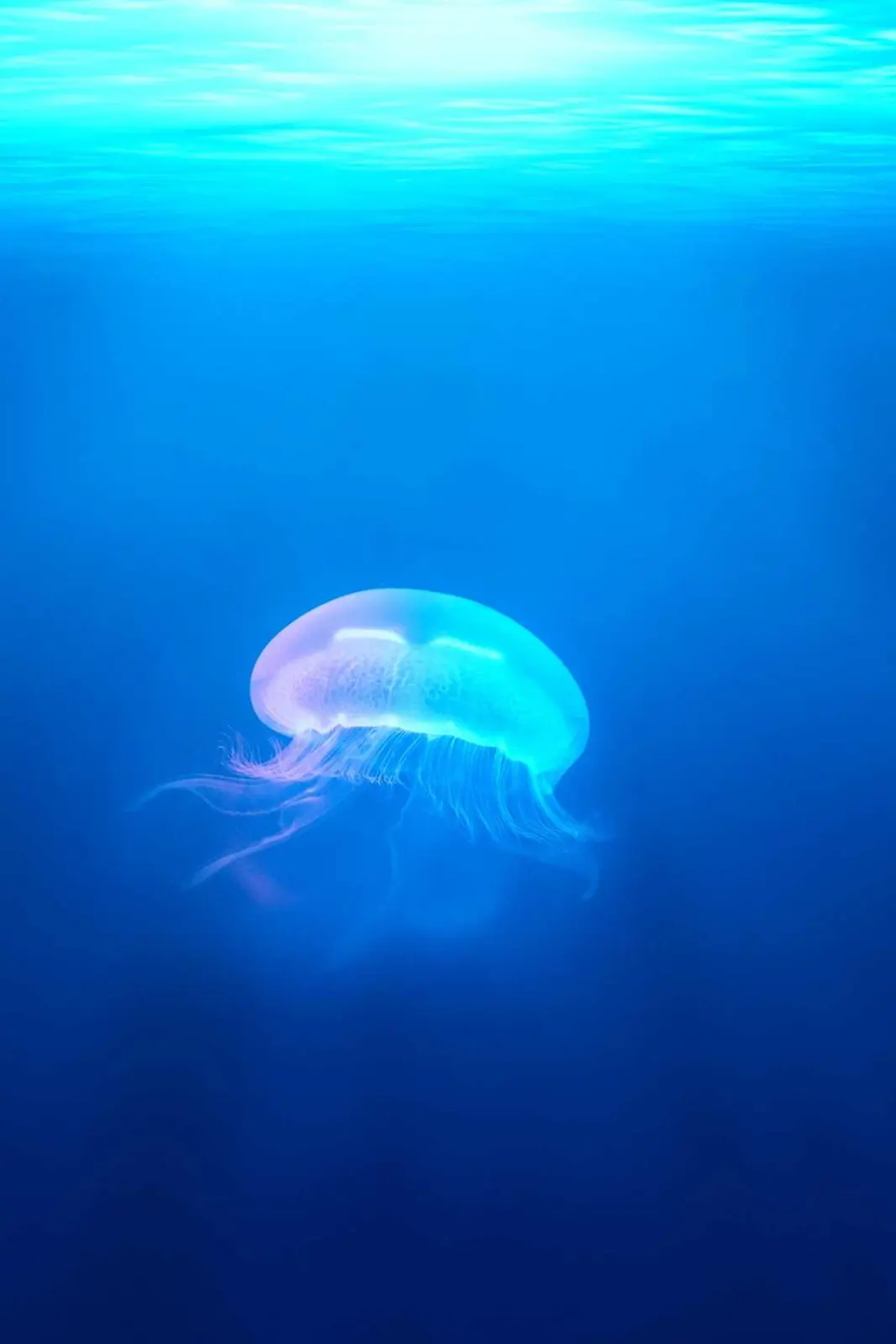 Jellyfish Water Wildlife Animal Stock Photo