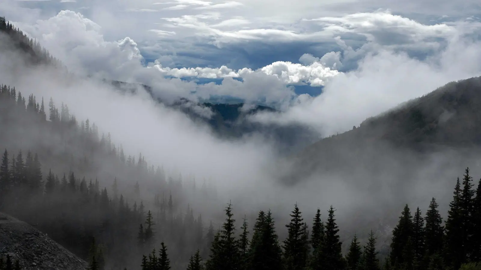 AI Generated Sky Clouds Flowers and Plants Image
