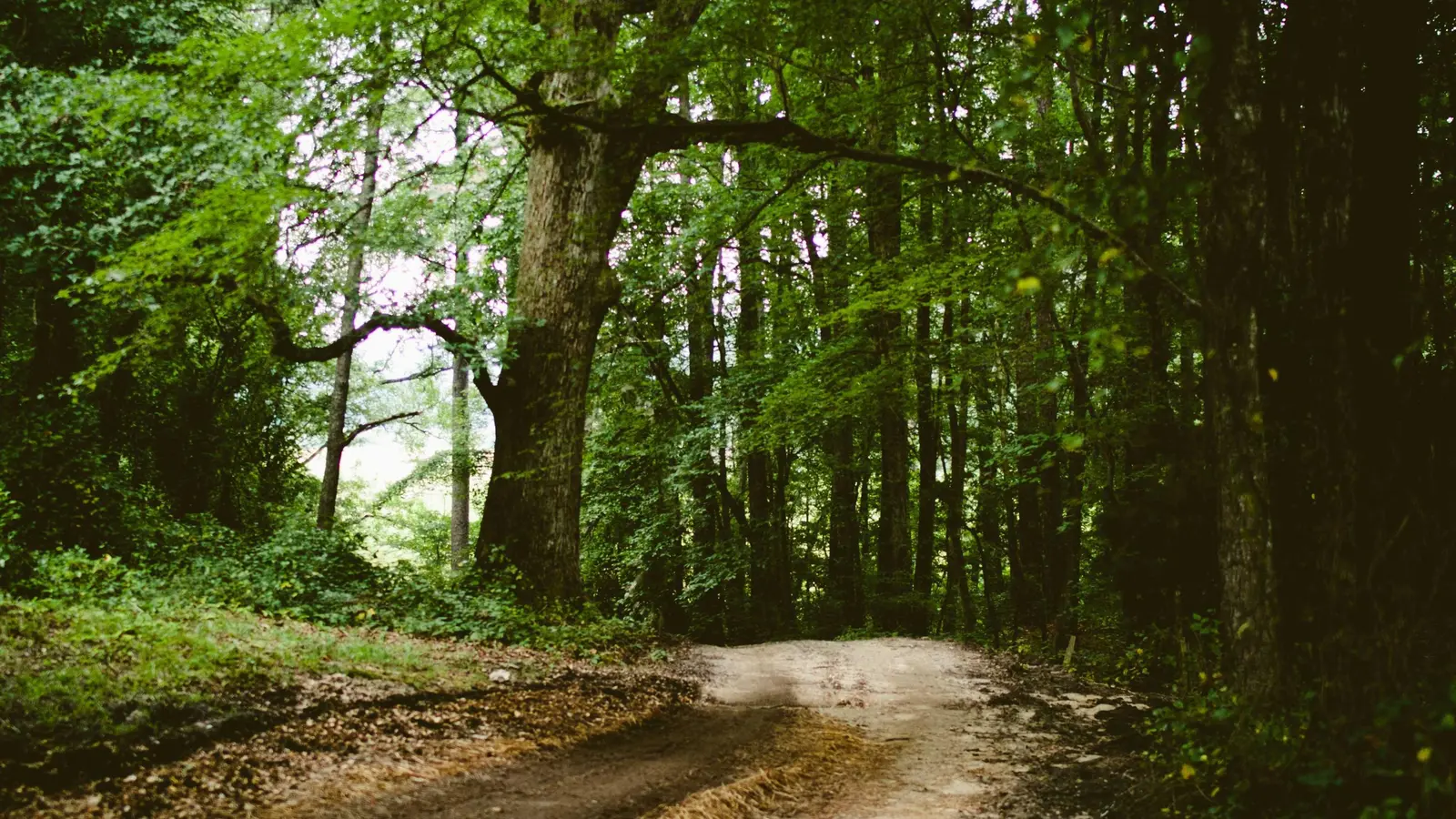 Dirt Road Nature Landscape Stock Photo