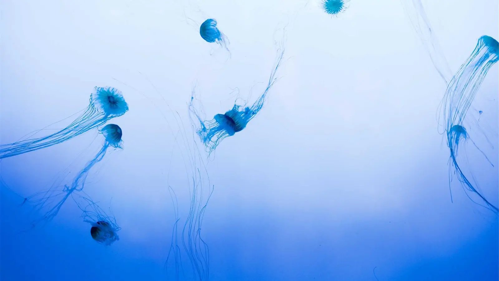 Jellyfish Water Wildlife Animal Stock Photo