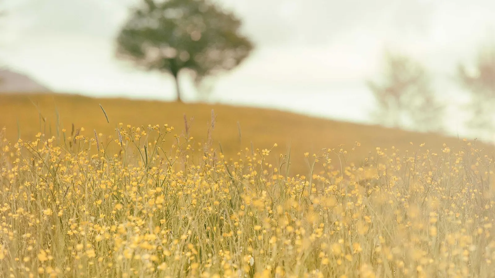 Nature Landscape AI Stock Video